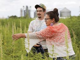 White Earth tribe holds high hopes for hemp