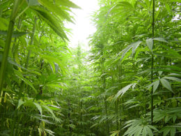 The Renaissance of Tribal Hemp