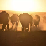 bison photo