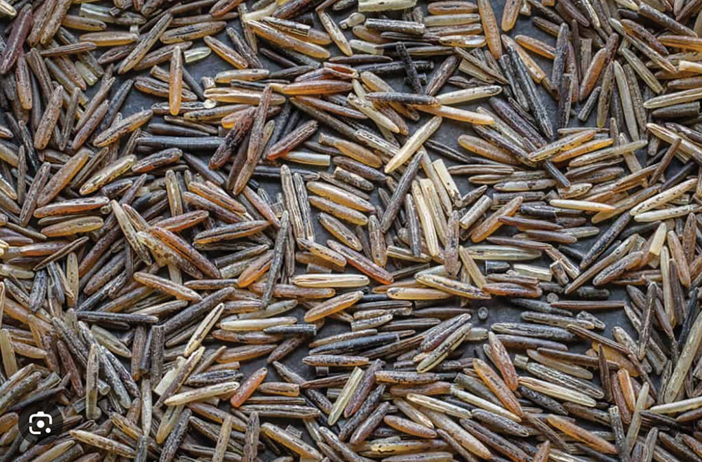 Leech Lake secures 3.6M federal grant for wild rice processing The